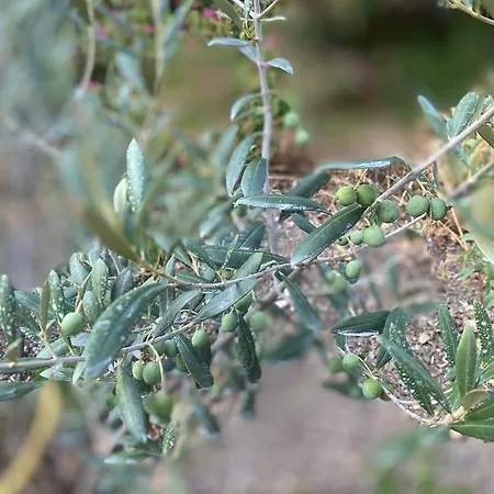 La Rosa Di Tempalta Roccadaspide